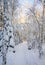 Beautiful winter view, path in the winter forest, Meiko recreation area, Kirkkonummi, Finland
