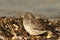 A beautiful winter visiting, Purple Sandpiper, Calidris maritima, sitting along the shoreline at high tide.