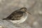 A beautiful winter visiting Purple Sandpiper, Calidris maritima, sitting on a rock at high tide, along the shoreline.