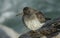 A beautiful winter visiting Purple Sandpiper, Calidris maritima, sitting on a rock at high tide, along the shoreline.