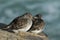 A beautiful winter visiting Purple Sandpiper, Calidris maritima, sitting on a rock at high tide, along the shoreline.