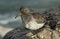 A beautiful winter visiting Purple Sandpiper, Calidris maritima, sitting on a rock at high tide, along the shoreline.