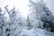 Beautiful winter in a wild area in the Table Mountains in Poland. Snow covered trees at the peak of Skalniak and eroded sandstone