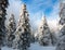 Beautiful wintry view of snowy wood