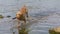 Beautiful Wirehaired Vizsla dog running on water with a piece of wood in its snout
