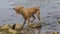 Beautiful Wirehaired Vizsla dog shaking the water