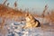Beautiful, wise and free siberian Husky dog lying on the hill in the withered grass at sunset