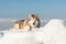 Beautiful, wise and free Siberian husky dog lying on ice floe and snow on the frozen sea background