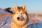 Beautiful, wise and free siberian Husky dog sitting on the hill in the withered grass at sunset