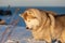 Beautiful, wise and free siberian Husky dog standing on the hill in the withered grass at sunset on sea background