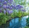 Beautiful wisteria in bloom