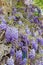 Beautiful Wisteria in bloom at garden in Tuscany