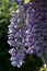 Beautiful wisteria flowers , blooming in spring