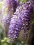 Beautiful wisteria flowers in macro focus on the soft garden background