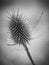 Beautiful withered thistle