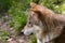 Beautiful Wolf closeup view. Curious Grey Wolf