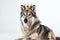 Beautiful Wolf In Gold Crown On White Background. Generative AI