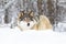 Beautiful wolf standing in the snow in beautiful winter forest