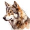 Beautiful wolf watercolor paint illustration on white background