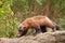 Beautiful wolverine with shiny fur on a rock on a background of green thickets of grass