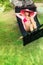 Beautiful woman bikini straw hat relaxing hammock