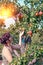 A beautiful woman is engaged in harvesting pears