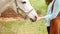 beautiful woman feeds a horse with her hands grass. Love, caring for pets, friendship. White horse eats treats close up