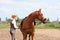 Beautiful woman getting horse ready for the riding