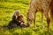 Beautiful woman and girl embracing horse