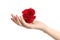 Beautiful woman hand holding a red rose