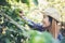 Beautiful woman is harvesting coffee berries