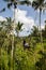 Beautiful woman on high swing above rice fields in Bali