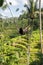 Beautiful woman on high swing above rice fields in Bali