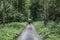 Beautiful woman hiker standing on forest trail looking away. Female on hike in nature spooky mystical forests