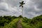 Beautiful woman hiking on famous tiles path surrounded by rice fields and a palm in Bali & x28;Indonesia