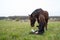 Beautiful woman kneeling on the ground in her hand with a bow and a horse has her head near her