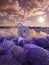 Beautiful woman in lavender field with treble clef and piano throne