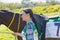 Beautiful woman leading a gallop arabian race horse