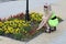 The beautiful woman in a lime dress considers a flower bed