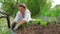 Beautiful woman planting salad greens in raised garden beds