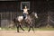 Beautiful woman riding gray horse