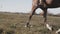 Beautiful woman riding horse in field. Young cowgirl at brown horse outdoors