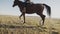 Beautiful woman riding horse at sunset field. Young cowgirl at brown horse