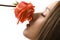 Beautiful woman with rose sideview isolated