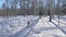 Beautiful woman and small child walking in winter forest with of husky dog. Happy young mother with daughter in the