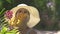 Beautiful woman sniffing aroma blooming flowers in summer garden. Girl in hat enjoying scent of blooming orchids in