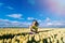 Beautiful Woman in summer dres standing in colorful tulip flower fields in Amsterdam region, Holland, Netherlands