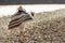 Beautiful woman traveler wearing hat and poncho walking at river