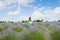 Beautiful woman walking alone in lavander fields