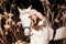 Beautiful woman and white horse, winter evening walk